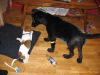  Odin&Aleena 002.jpg 